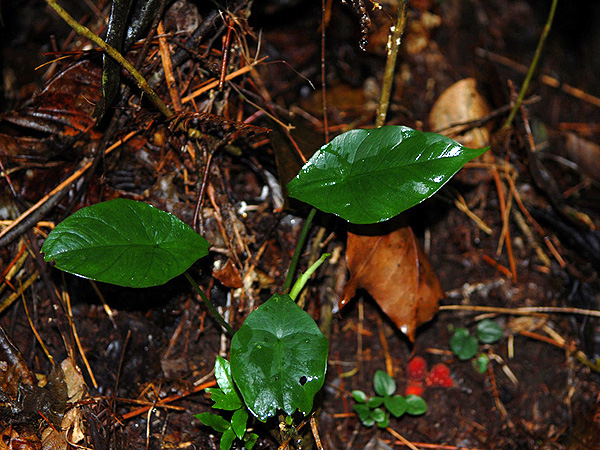 Alocasia perakensis