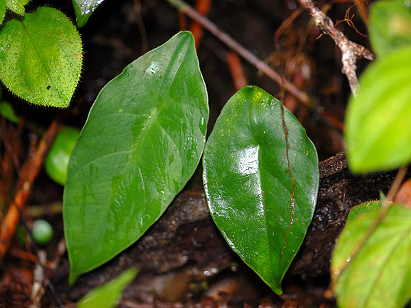 Alocasia perakensis