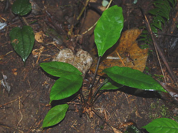 Alocasia perakensis