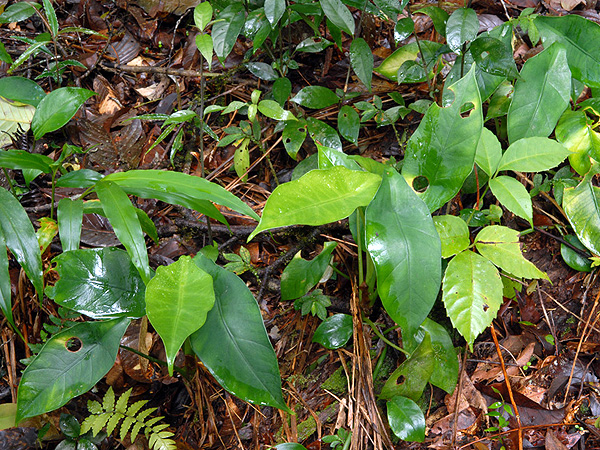 Alocasia perakensis