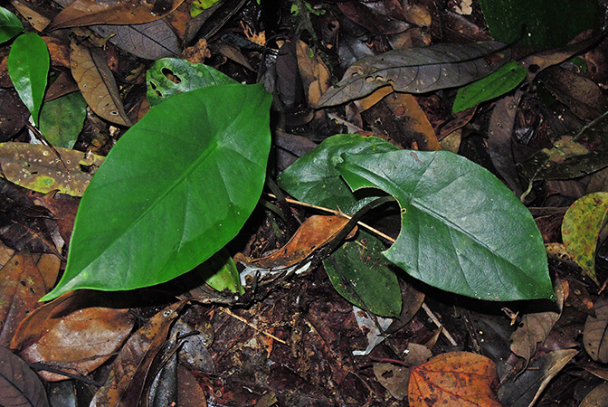 Alocasia perakensis