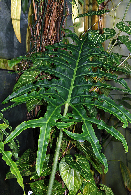 Alocasia portei