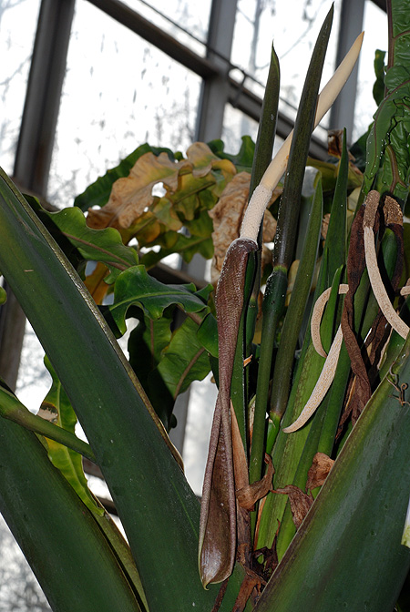 Alocasia portei