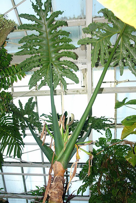 Alocasia portei