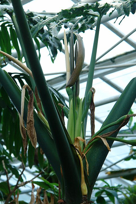 Alocasia portei