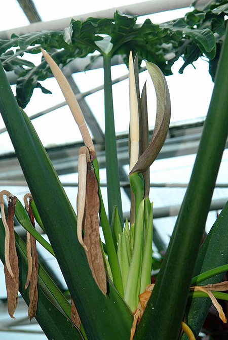 Alocasia portei