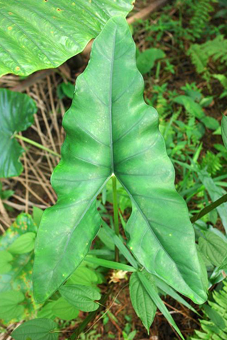 Alocasia princeps