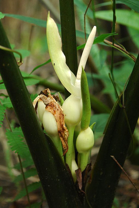 Alocasia princeps