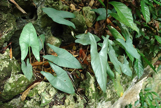 Alocasia principiculus