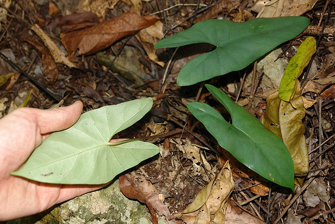 Alocasia principiculus