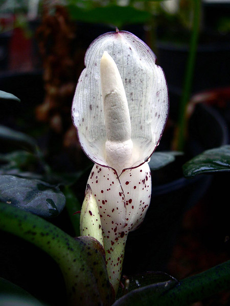 Alocasia reginae