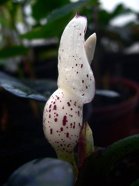 Alocasia reginae