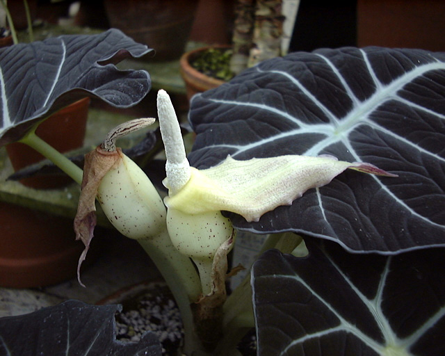 Alocasia reginula