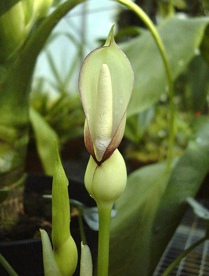 Alocasia reversa