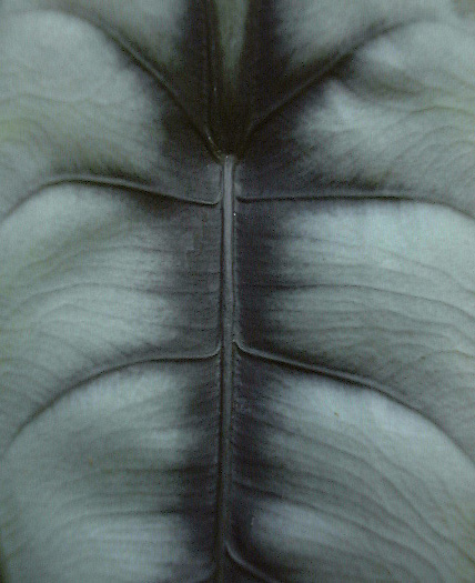 Alocasia reversa
