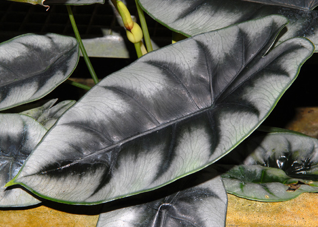 Alocasia reversa