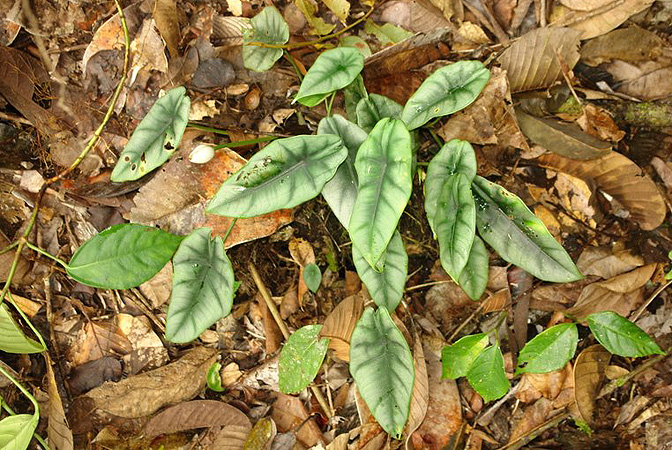 Alocasia reversa