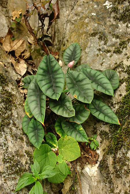 Alocasia reversa