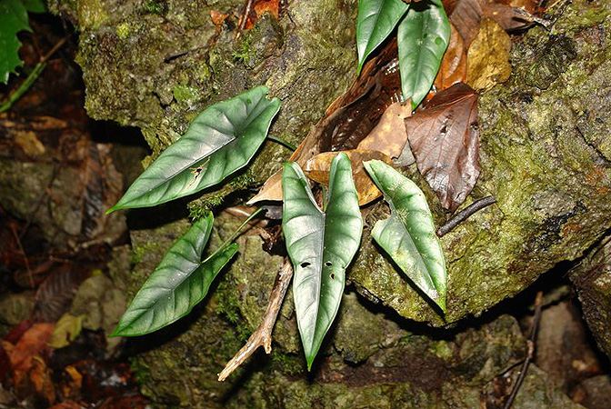 Alocasia reversa