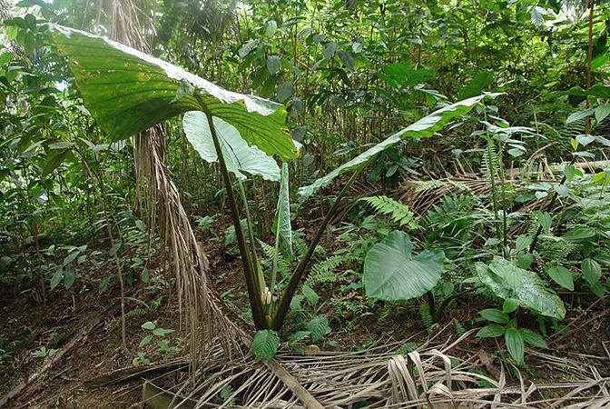 Alocasia robusta