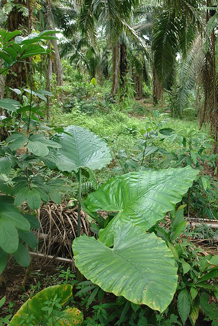 Alocasia robusta