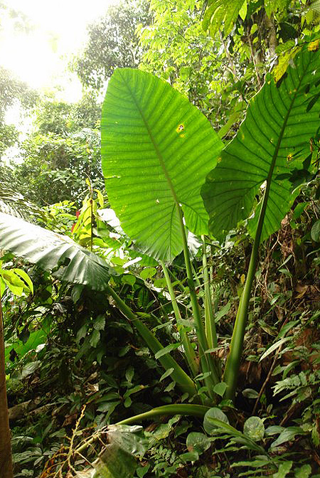Alocasia robusta
