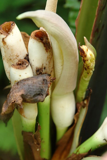 Alocasia robusta