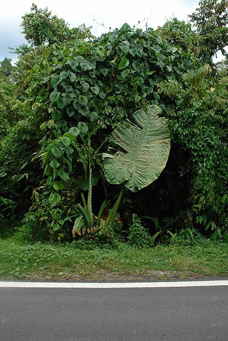 Alocasia robusta