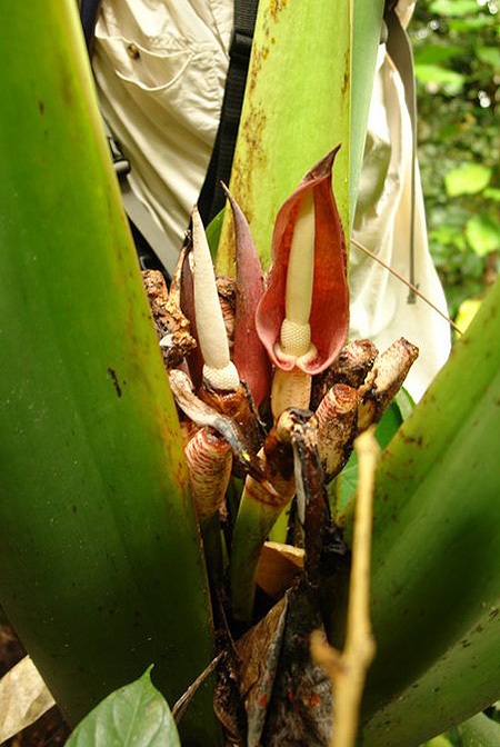 Alocasia robusta