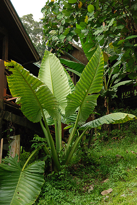 Alocasia robusta