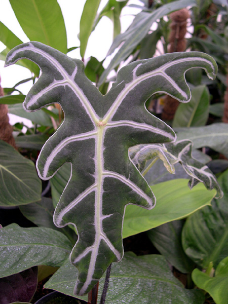 Alocasia sanderiana