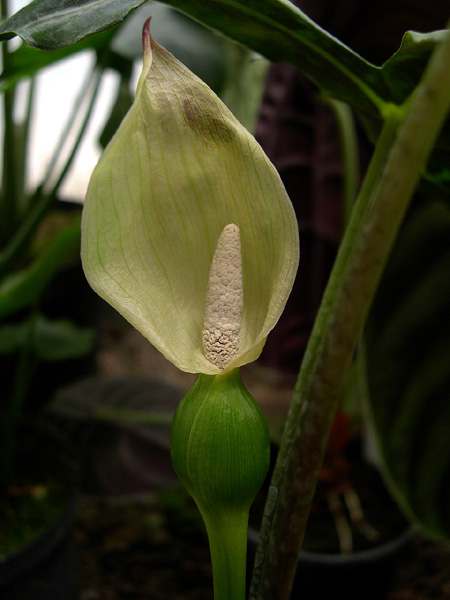 Alocasia sanderiana