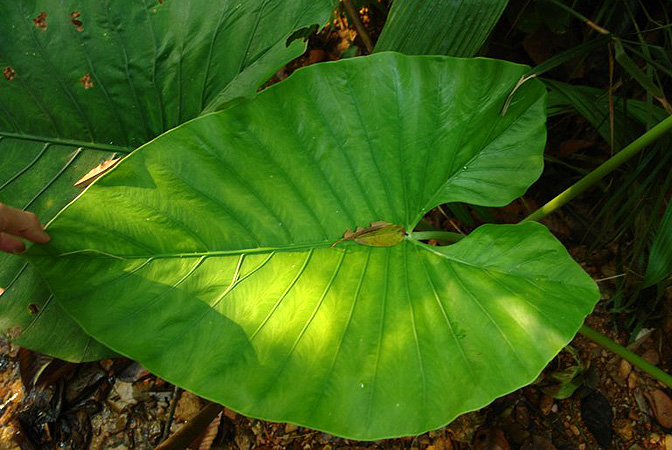 Alocasia sarawakensis
