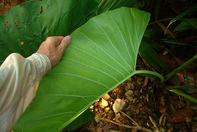 Alocasia sarawakensis