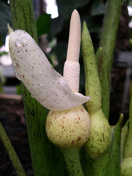Alocasia scabriuscula