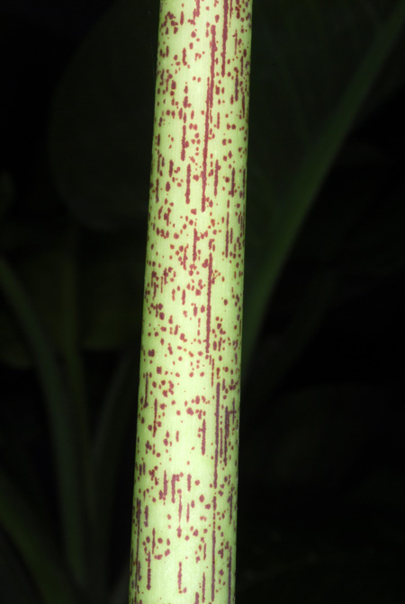 Alocasia scabriuscula