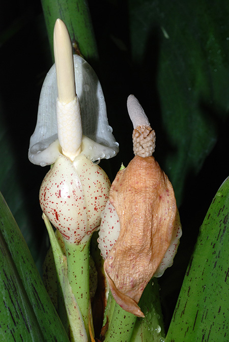 Alocasia scabriuscula