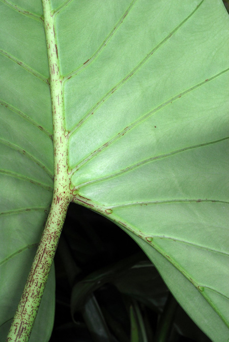 Alocasia scabriuscula