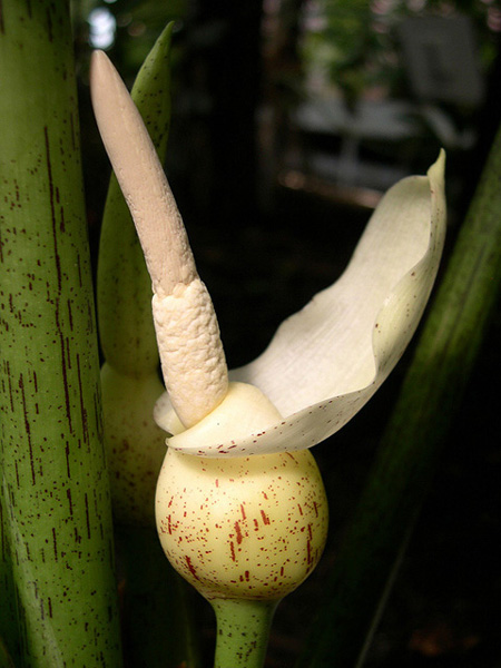 Alocasia scabriuscula