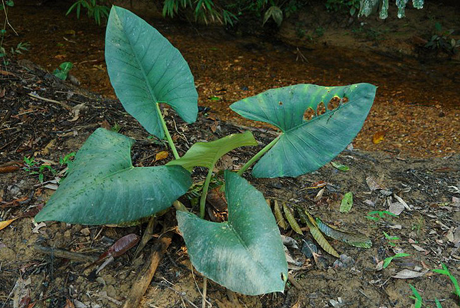 Alocasia scabriuscula