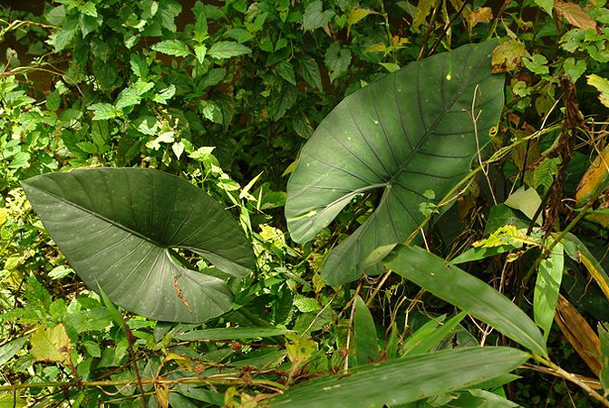Alocasia scabriuscula