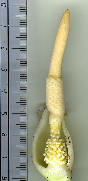 Alocasia scabriuscula