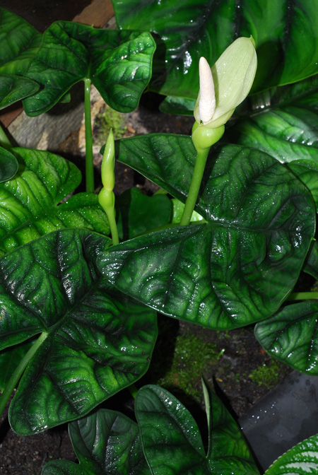 Alocasia sinuata