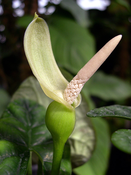 Alocasia sinuata