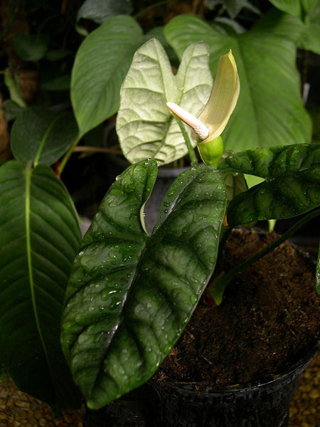 Alocasia sinuata