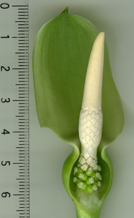 Alocasia sinuata