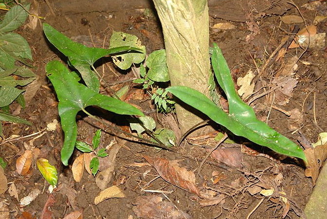Alocasia wongii
