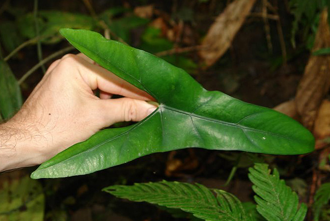 Alocasia wongii