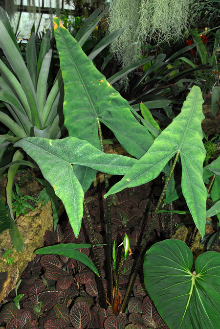 Alocasia zebrina