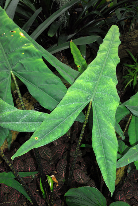 Alocasia zebrina